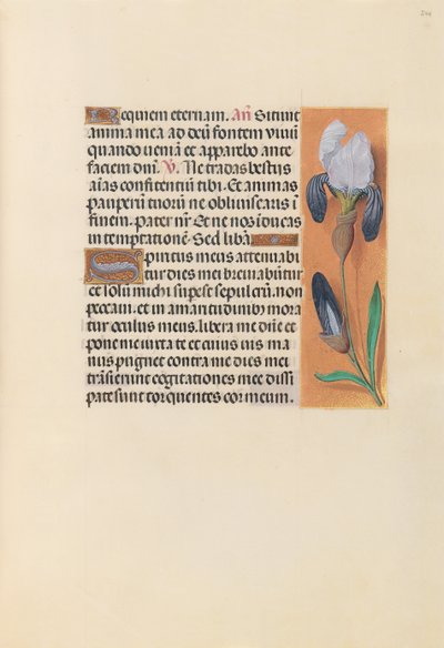 Kuningatar Isabella Katolisen, Espanjan kuningatar: Fol. 244r, c. 1500. tekijältä Master of the First Prayerbook of Maximillian