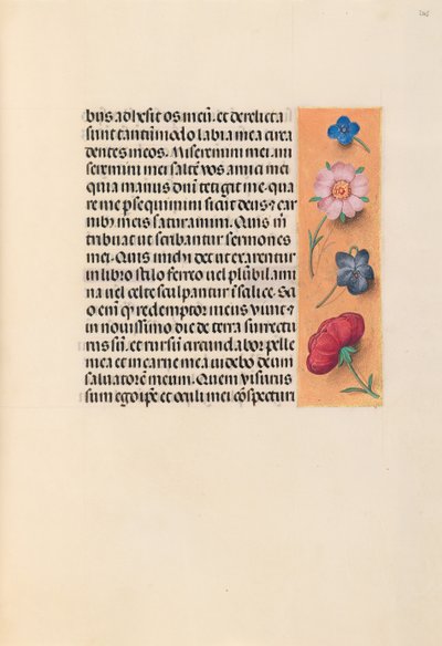 Kuningatar Isabella Katolisen, Espanjan kuningatar: Fol. 245r, c. 1500. tekijältä Master of the First Prayerbook of Maximillian