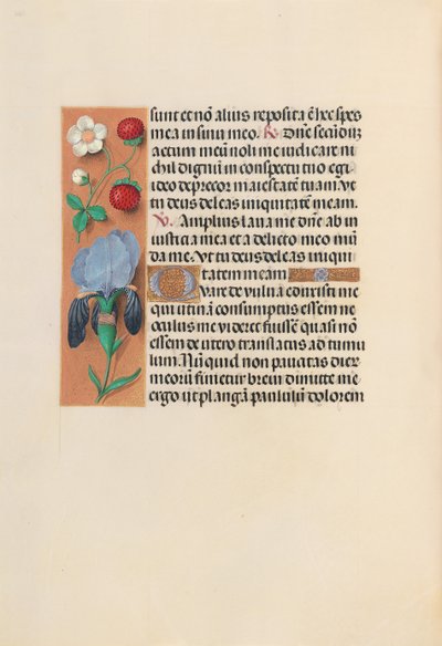 Kuningatar Isabella Katolisen, Espanjan kuningatar: Fol. 245v, c. 1500. tekijältä Master of the First Prayerbook of Maximillian