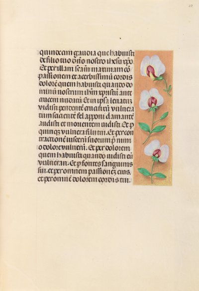 Kuningatar Isabella Katolisen, Espanjan kuningatar: Fol. 259r, c. 1500. tekijältä Master of the First Prayerbook of Maximillian