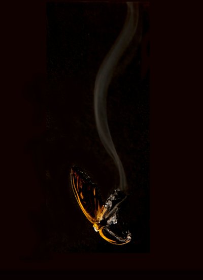 Palava perhonen 15, 2013 (Lambda print) tekijältä Mat Collishaw