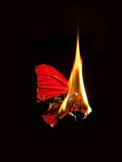 Palava perhonen 18, 2013 (Lambda-painos) tekijältä Mat Collishaw