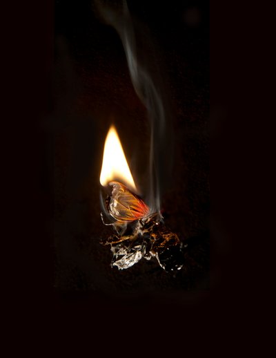 Palava perhonen 19, 2013 (Lambda-painos) tekijältä Mat Collishaw