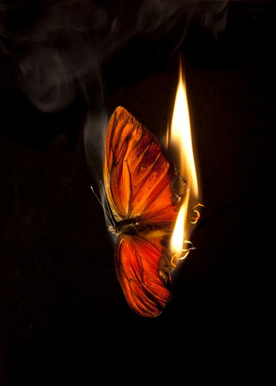 Polttava perhonen 2, 2013 (Lambda print) tekijältä Mat Collishaw