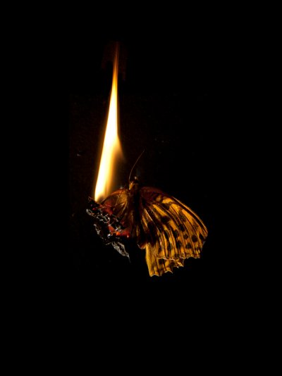 Polttava perhonen 6, 2013 (Lambda print) tekijältä Mat Collishaw