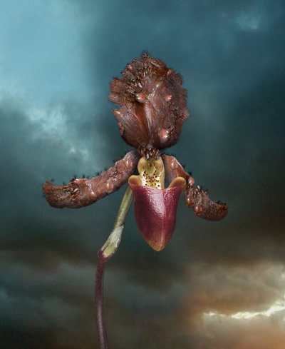 Tarttuvat kukat, orkidea 2, 2005 (C-tyypin vedos) tekijältä Mat Collishaw
