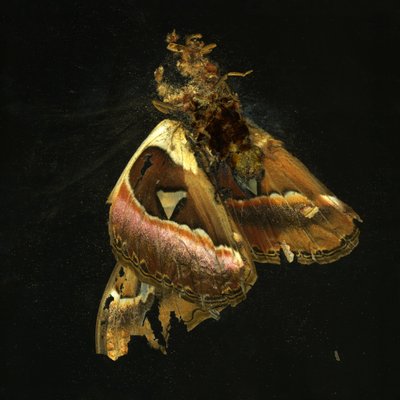 Hyönteismyrkky 11, 2006 (C-tyypin valokuva) tekijältä Mat Collishaw