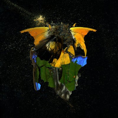 Hyönteismyrkky 14, 2009 (C-tyypin valokuva) tekijältä Mat Collishaw