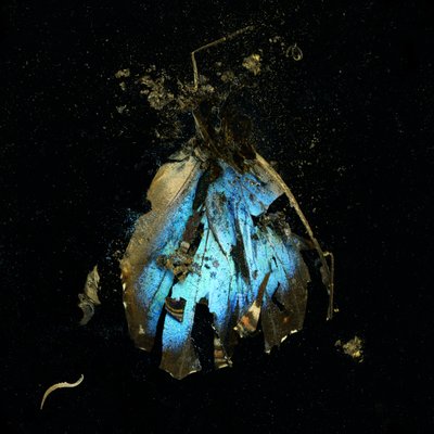 Hyönteismyrkky 16, 2009 (C-tyypin valokuva) tekijältä Mat Collishaw