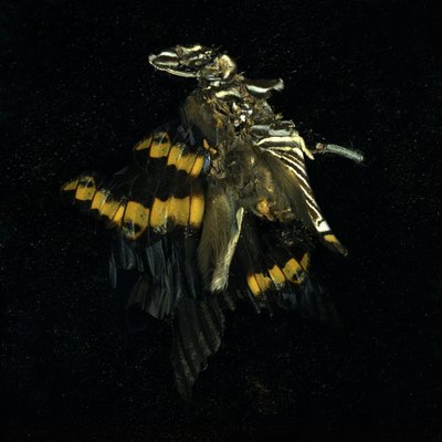 Hyönteismyrkky 17, 2009 (C-tyypin valokuva) tekijältä Mat Collishaw