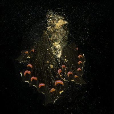 Hyönteismyrkky 28, 2011 (C-tyypin valokuva) tekijältä Mat Collishaw