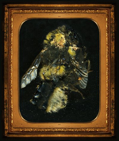 Hyönteismyrkky 2, 2006 (C-tyypin valokuva) tekijältä Mat Collishaw