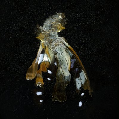 Hyönteismyrkky 38, 2011 (C-tyyppikuva) tekijältä Mat Collishaw
