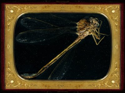 Hyönteismyrkky 7, 2006 (C-tyypin valokuva) tekijältä Mat Collishaw