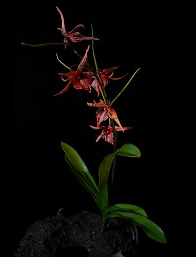 Venal Muse, Augean, 2012 (hartsi, emalimaali, puu, lasi, teräs) tekijältä Mat Collishaw