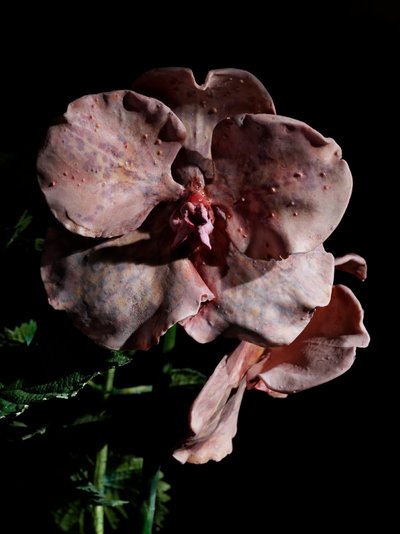 Venal Muse, Impetus, 2012 (hartsi, emalimaali, puu, lasi, teräs) tekijältä Mat Collishaw
