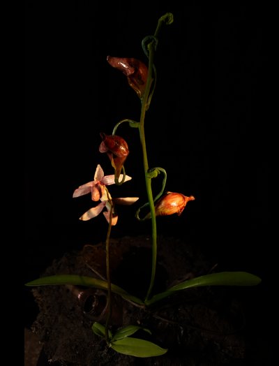 Venal Muse, Lafage, 2012 (hartsi, emalimaali, puu, lasi, teräs) tekijältä Mat Collishaw