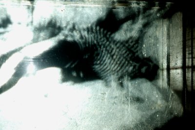 Wormery, 2009 (Puu, lasi, teräs, projektori ja soitin) tekijältä Mat Collishaw