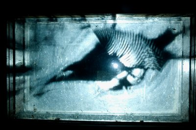 Wormery, 2009 (Puu, lasi, teräs, projektori ja soitin) tekijältä Mat Collishaw