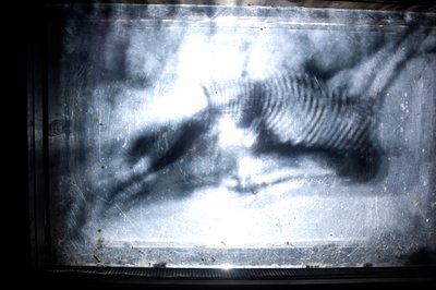 Wormery, 2009 (Puu, lasi, teräs, projektori ja soitin) tekijältä Mat Collishaw