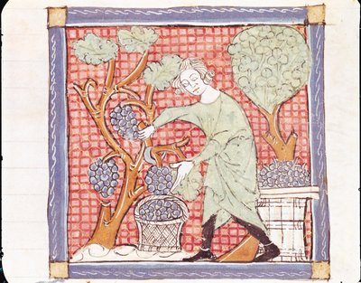 Fol.59r syyskuu: Sadonkorjuu tekijältä Matfre Ermengaut