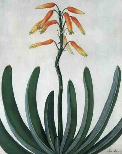 Aloe Striata (akvarelli ja guassi lyijykynän päällä vellum) tekijältä Matilda Conyers