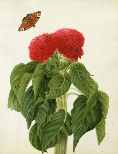 Celosia Argentea Cristata ja Butterfly (wc ja guassi lyijykynän päällä perhonen päällä) tekijältä Matilda Conyers
