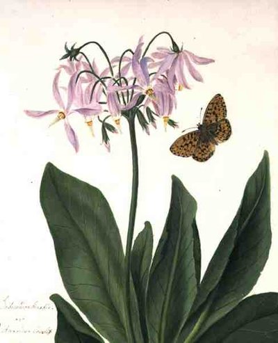 Dodecatheon Meadia ja Butterfly (akvarelli ja guassi lyijykynän päällä perhonen päällä) tekijältä Matilda Conyers