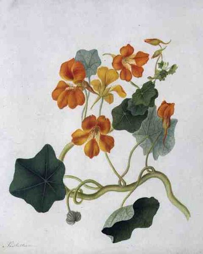 Tropaeolum (akvarelli ja guassi lyijykynän päällä vellum) tekijältä Matilda Conyers