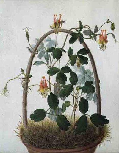 Tropaeolum Tuberosum (akvarelli ja guassi lyijykynän päällä vellum) tekijältä Matilda Conyers