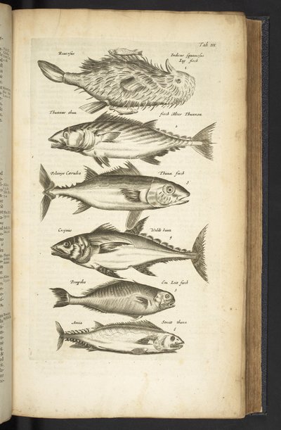 Tab III, tonnikalat, kuvitus teoksesta Historiæ naturalus de quadrupetebus tekijältä Mattaus the Younger Merian