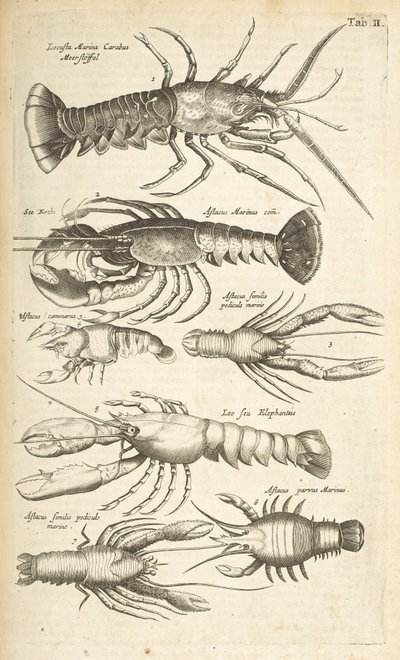 Tab II, hummerit, kuvitus teoksesta "Neljajalkaisten luonnonhistoria" tekijältä Mattaus the Younger Merian