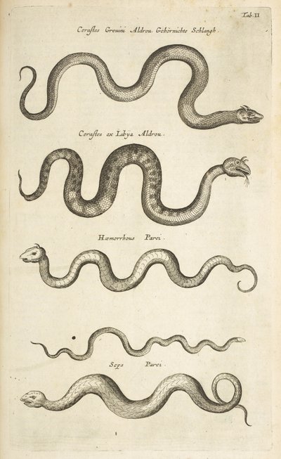 Tab II, Käärmeet, Kuvitus teoksesta "Neljajalkaisten luonnonhistoria" tekijältä Mattaus the Younger Merian