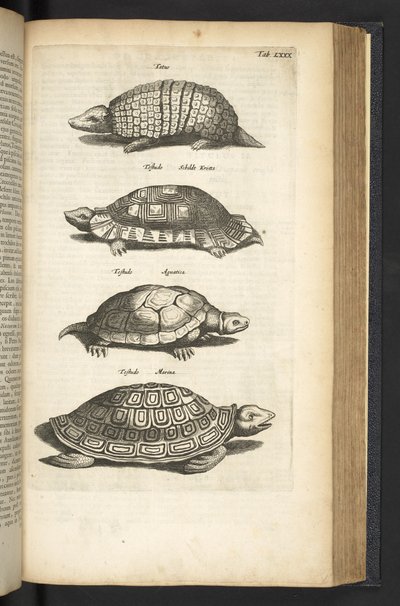 Tab 80, Kilpikonnat, Kuvitus teoksesta "Nelijalkaisten luonnonhistoria" tekijältä Mattaus the Younger Merian