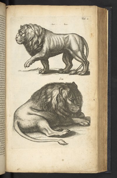 Tab L, Lionit, kuvitus artikkelista "Neljajalkaisten luonnonhistoria" tekijältä Mattaus the Younger Merian