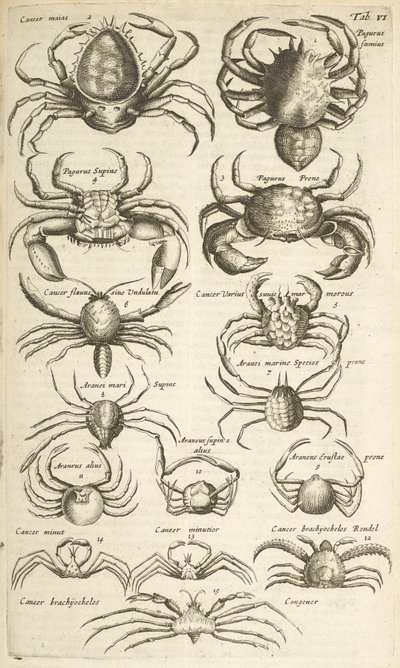 Tab VI, Ravut, kuvitus lähteestä tekijältä Mattaus the Younger Merian