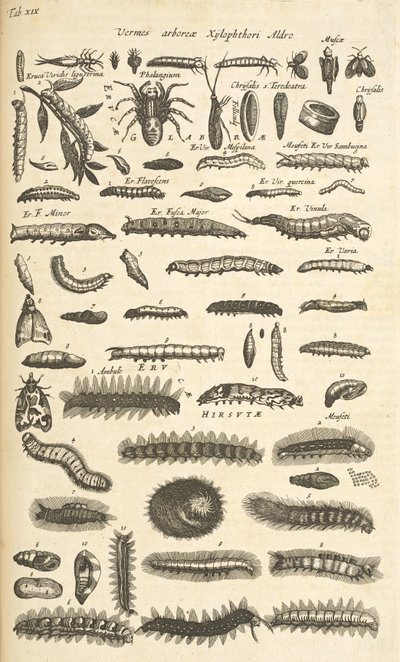 Tab XIX, Toukat, Kuvitus teoksesta "Nelijalkaisten luonnonhistoria" tekijältä Mattaus the Younger Merian