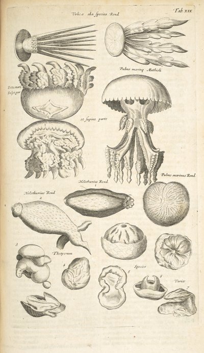Tab XIX, meduusat, merikurkut ja muut meren eläimet, kuvitus teoksesta "Nelijalkaisten luonnonhistoria" tekijältä Mattaus the Younger Merian