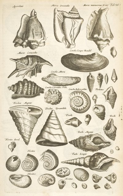 Tab XI, Erilaisia ​​kuoria, Kuvitus teoksesta "Neljajalkaisten luonnonhistoria" tekijältä Mattaus the Younger Merian