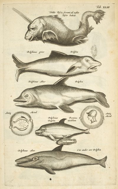 Tab 43, Dolphins, kuvitus teoksesta "Neljajalkaisten luonnonhistoria" tekijältä Mattaus the Younger Merian
