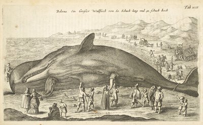 Tab XLII, valas, kuvitus teoksesta Historiæ naturalus de quadrupetebus tekijältä Mattaus the Younger Merian