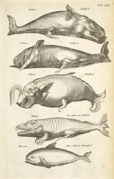 Tab XLI, Valaat, kuvitus teoksesta Historiæ naturale de quadrupetibus tekijältä Mattaus the Younger Merian