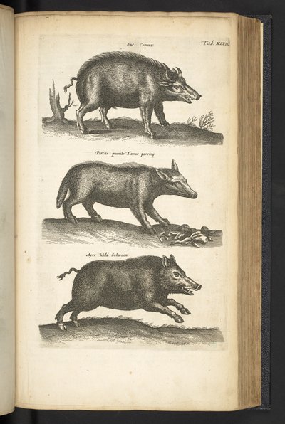 Tab 48, villisika, kuvitus teoksesta "Historiæ naturalus de quadrupetebus" tekijältä Mattaus the Younger Merian