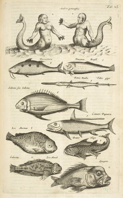 Tab 40, Anthropomorphos; Merenneito; Merman; Trooppiset kalat, kuvitus teoksesta "Nelijalkaisten luonnonhistoria" tekijältä Mattaus the Younger Merian