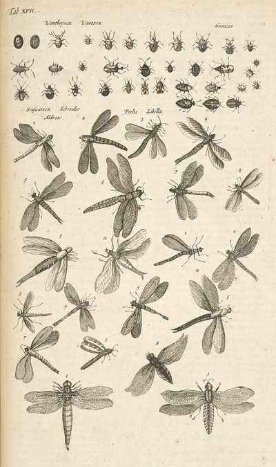 Tab XVII, Sudenkorennot, Kuvitus teoksesta "Nelijalkaisten luonnonhistoria" tekijältä Mattaus the Younger Merian