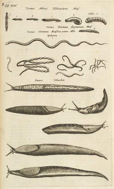 Välilehti XXIV, Slugs and Worms, Kuvitus teoksesta "Nelijalkaisten luonnonhistoria" tekijältä Mattaus the Younger Merian