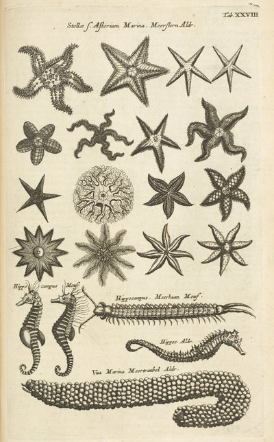 Tab XXVIII, Meritähti ja merihevoset, kuvitus tekijältä Mattaus the Younger Merian