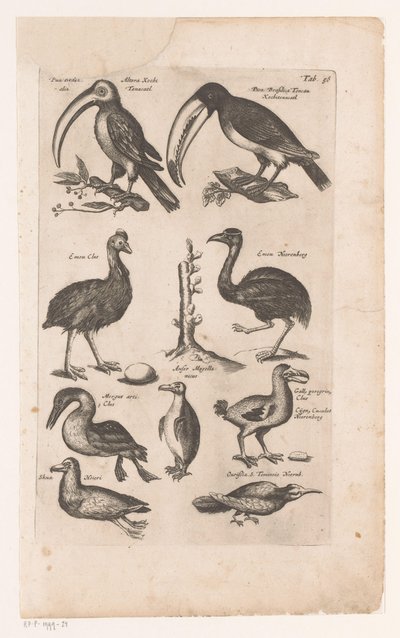 Toekans en andere vogels Lintujen luonnonhistoria, kirja 6 J. Jonston (sarjan nimi) tekijältä Matthaus Merian