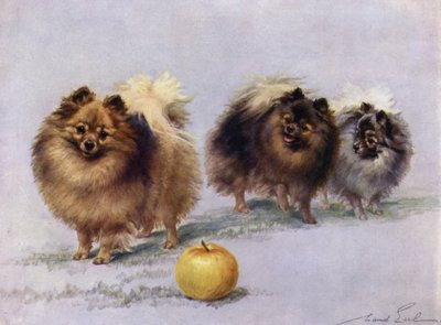 Kolme Mrs Hall Walkers Champion Pomeranianista tekijältä Maud Earl