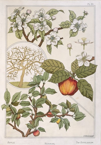 Omenapuu, hedelmät ja kukat, Encyclopédie Botaniquesta, n. 1900 (värilitho) tekijältä Maurice Pillard Verneuil